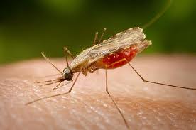 Malaria-Dengue-Neem-Plan-Verde-NGO