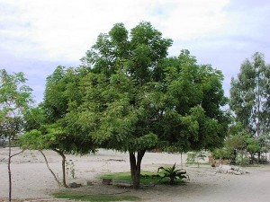 Neem-Tree-6-years-old-Plan-Verde-NGO