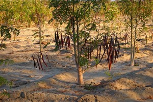 Red-Moringa-Tree-on-Campo-Plan-Verde-NGO